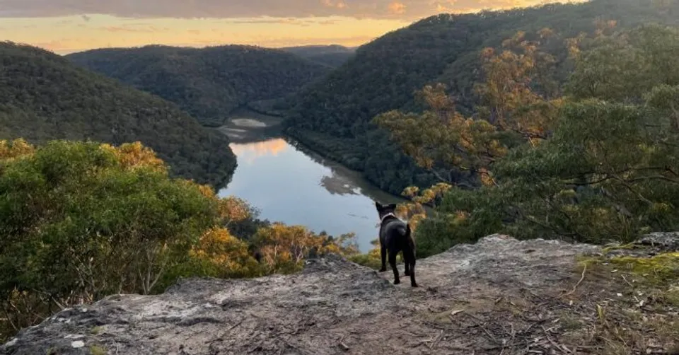 Rosie, a black rescue dog, standing on a cliff overlooking a river valley at sunset